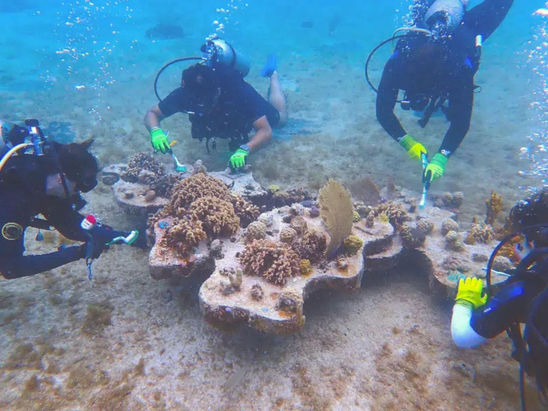 Divers planting and cultivating coral in Cozumel
