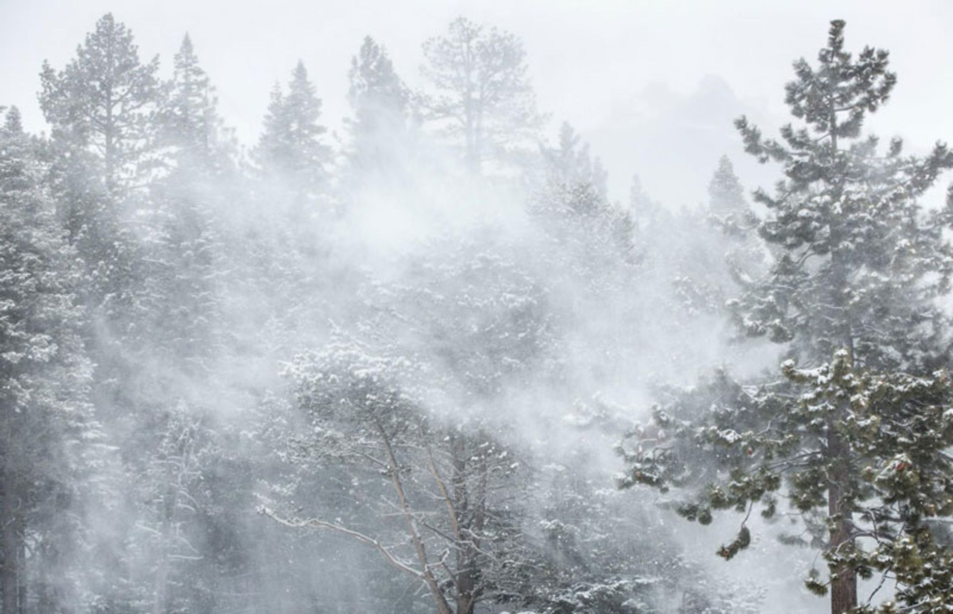 Snow storm and strong wind in the pine forest