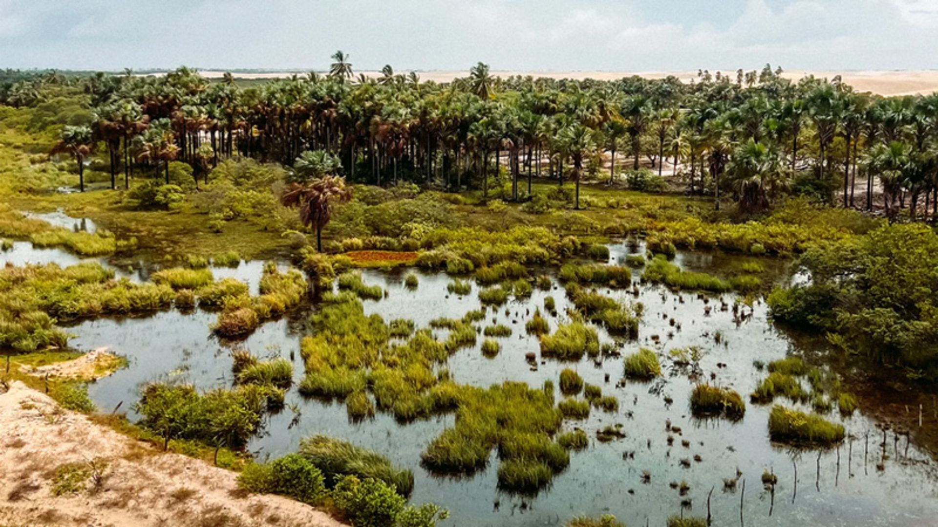 Vegetation of Linsweez Marines National Park