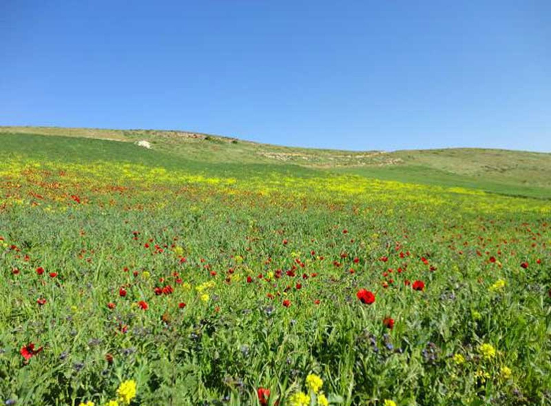 Lush flower garden in Irdmusi forest valley