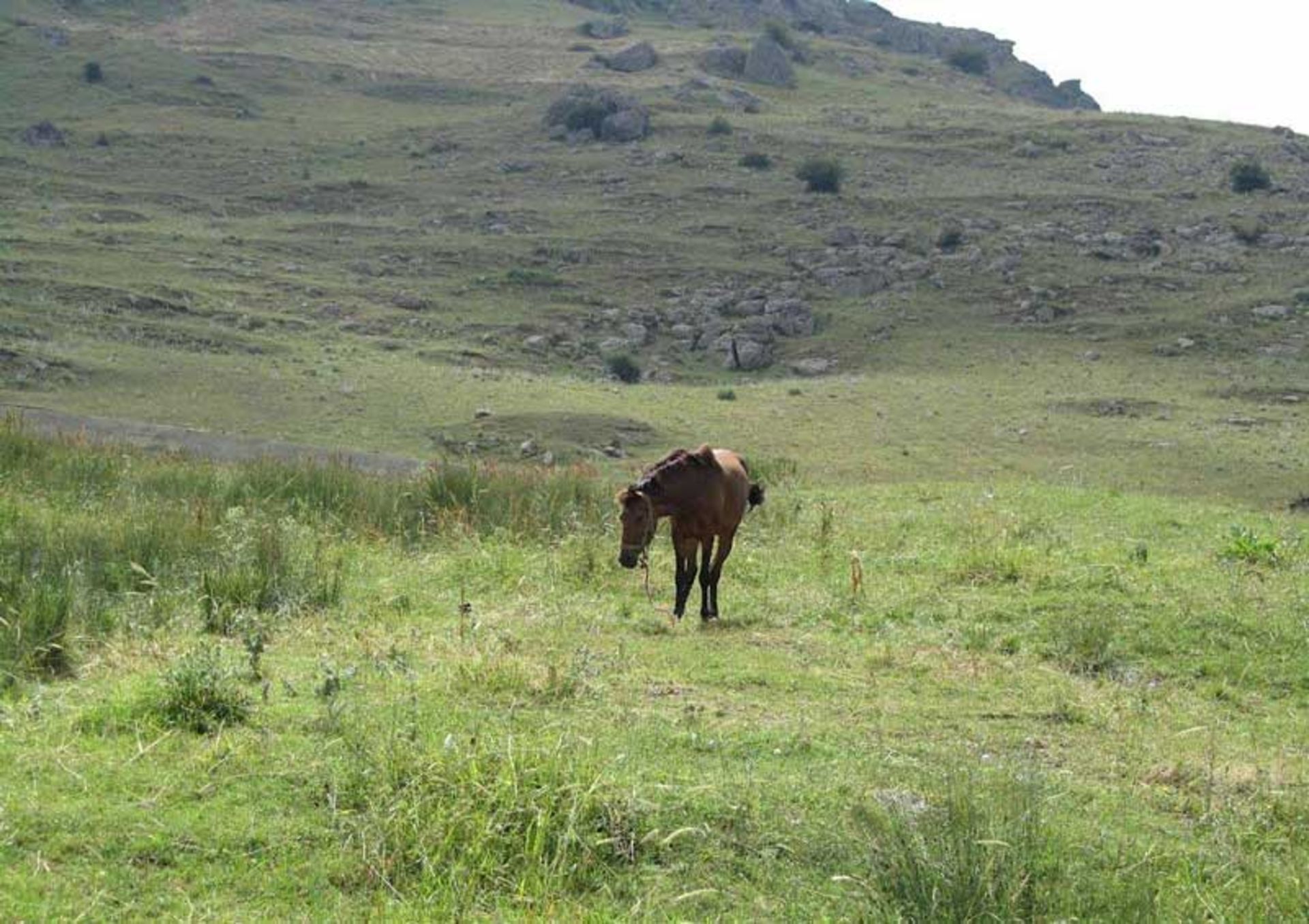 Wild horse in the green plains of Atashgah village