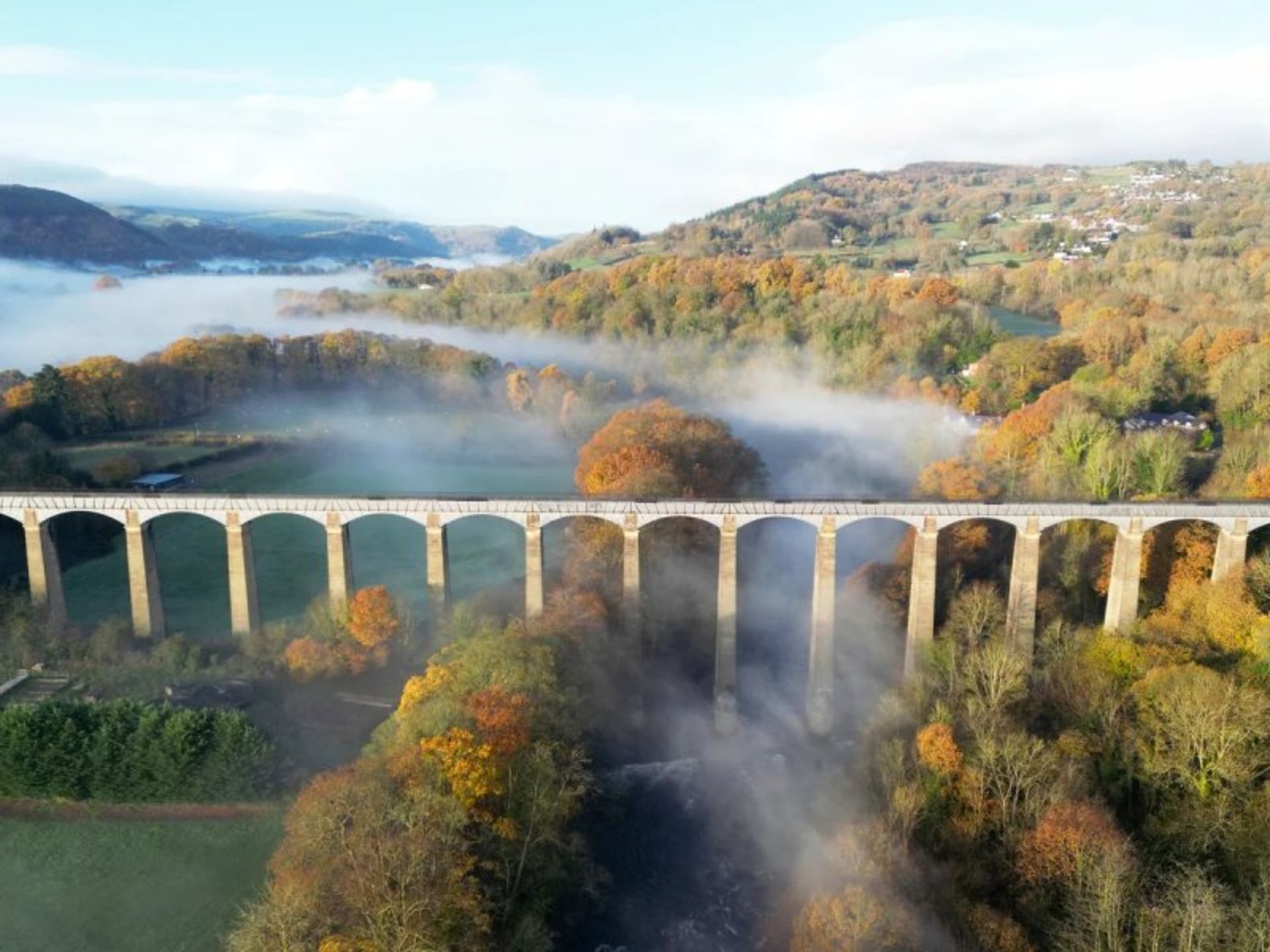 Poncasillate's sedge among the trees in Wales