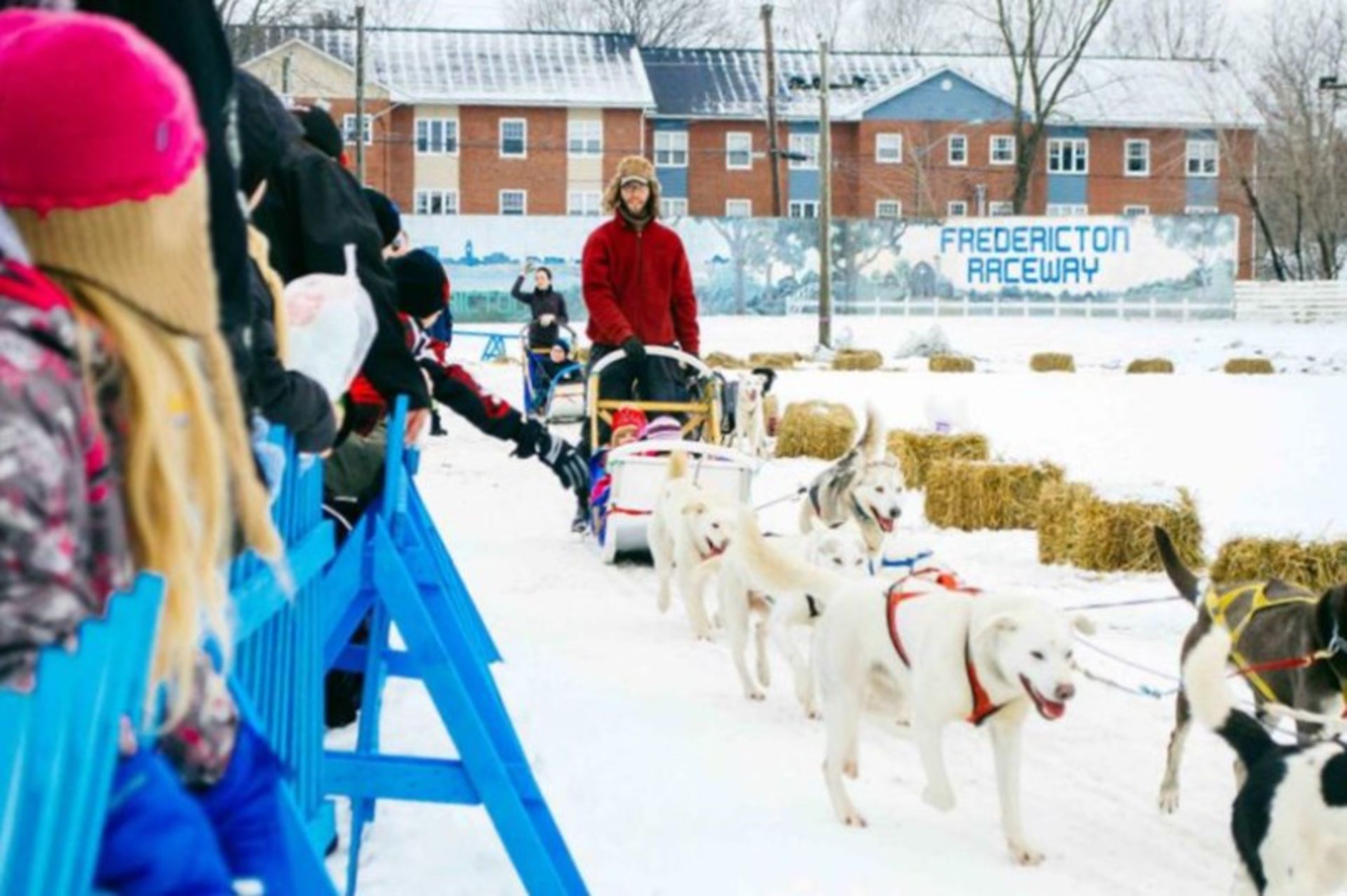 Dog sledding in Fredericton