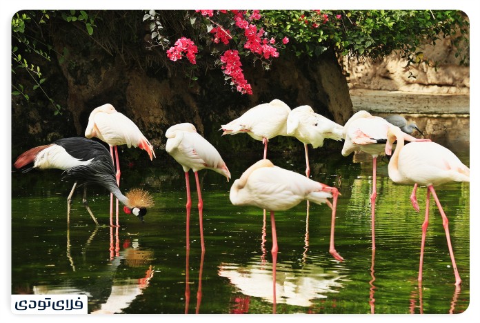 Bird garden in Kish