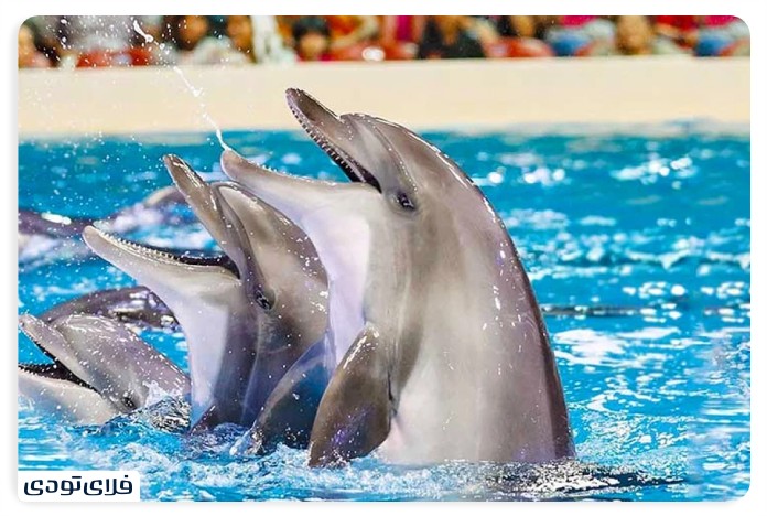 Dolphin Park