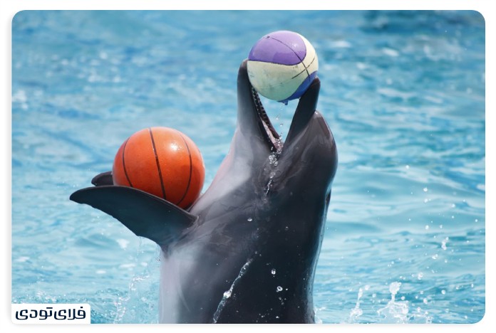 Dolphin Park in Kish