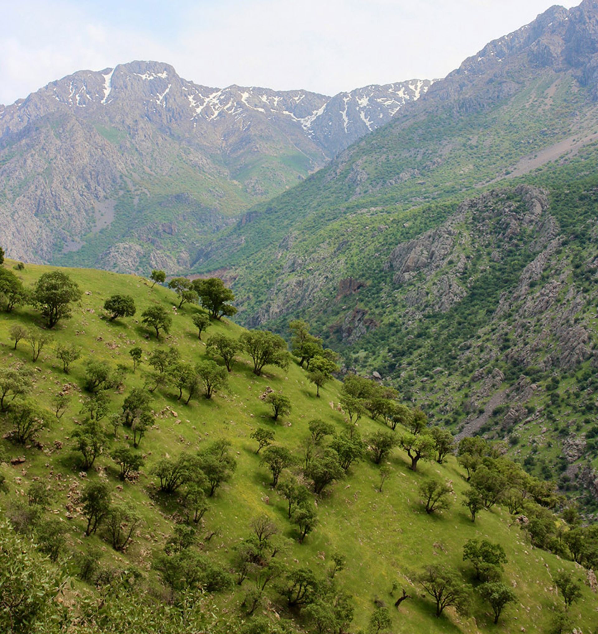 Green plains of Kurdistan in spring