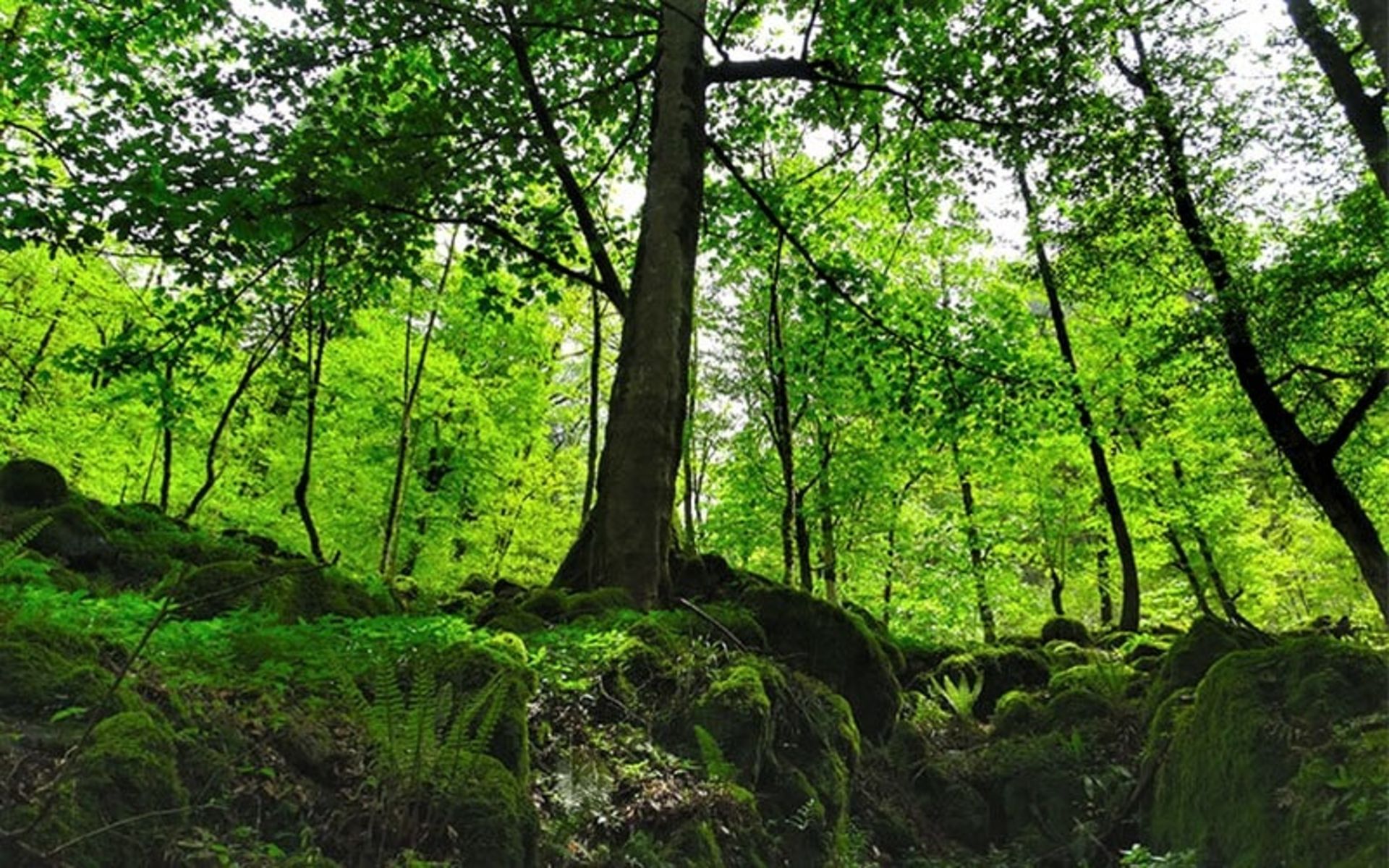 Trees of the Hyrcanian forests