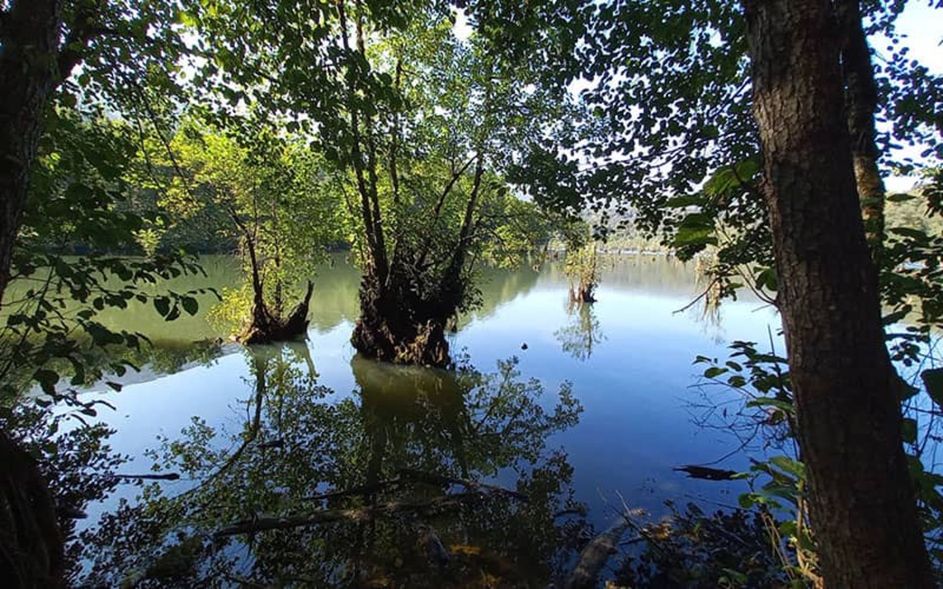 Trees among the waters of Nowshahr Ghost Lagoon