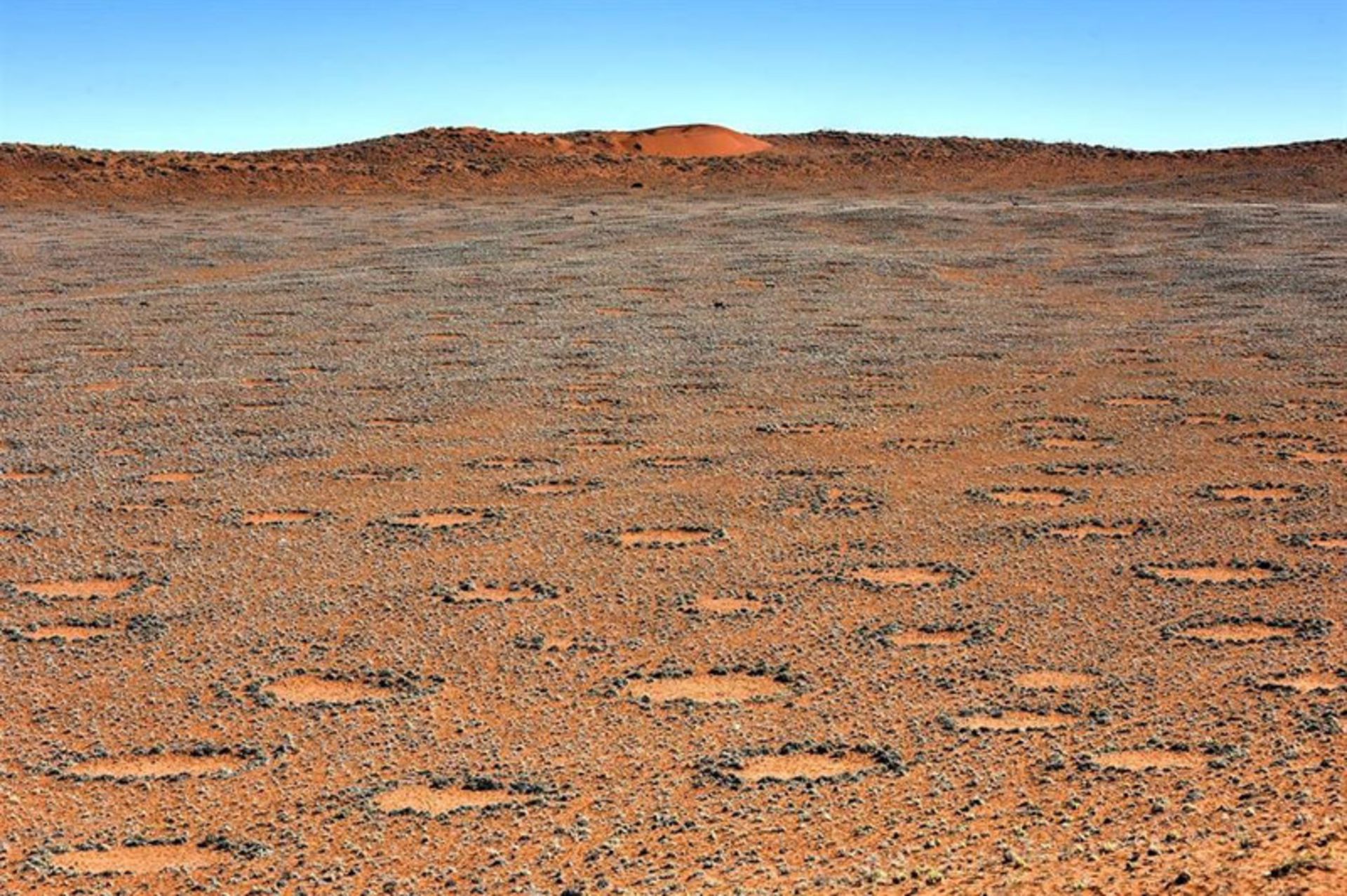 A picture of the large number of fairy circles in Namibia