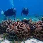 Artificial coral breeding platforms in Cozumel