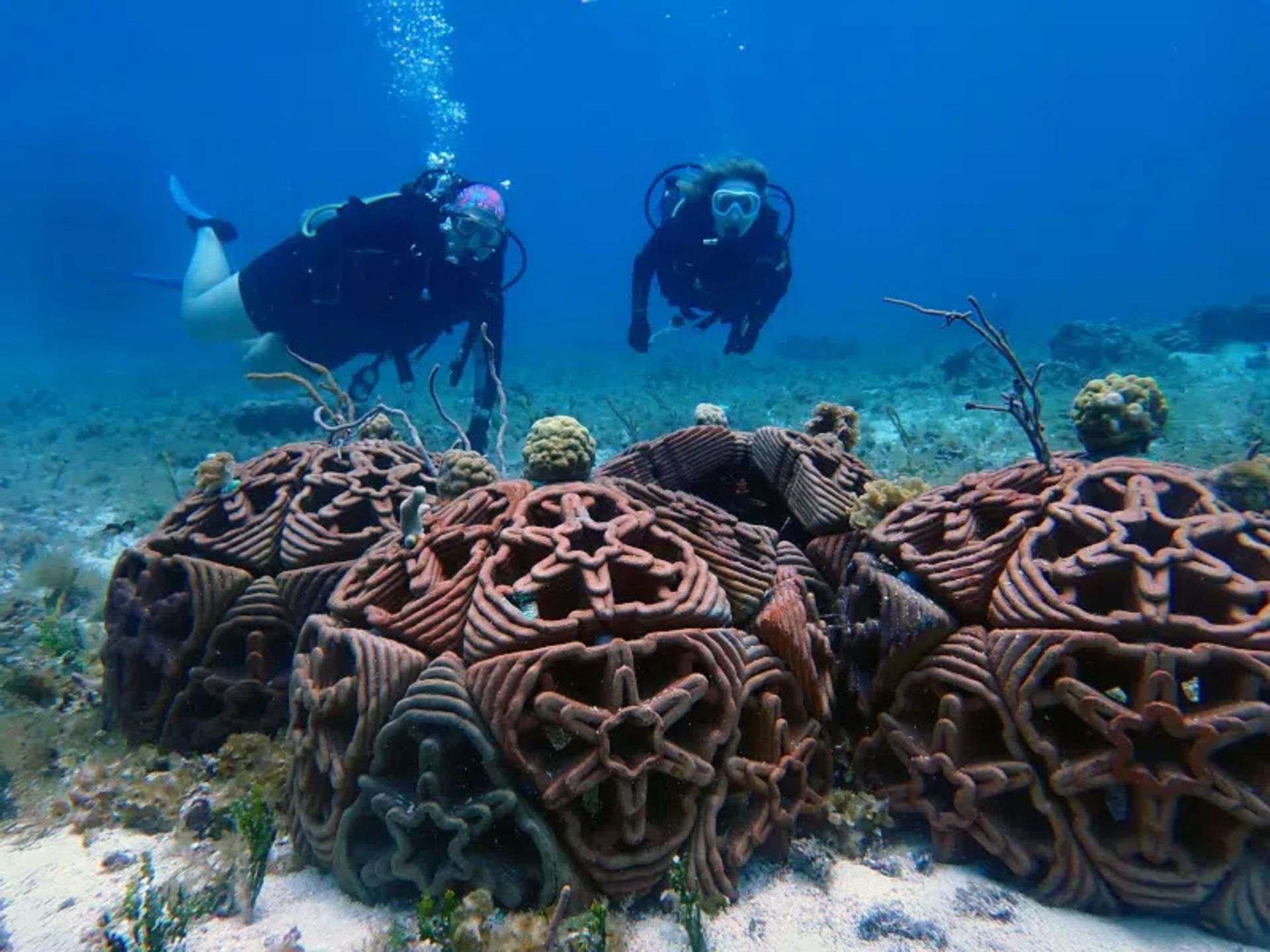 Artificial coral breeding platforms in Cozumel