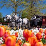 The carriage of the Grand Hotel in the middle of the tulip garden of Mackinac Island