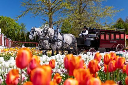 The carriage of the Grand Hotel in the middle of the tulip garden of Mackinac Island