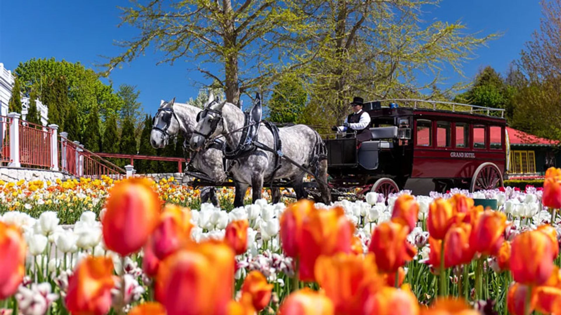 The carriage of the Grand Hotel in the middle of the tulip garden of Mackinac Island