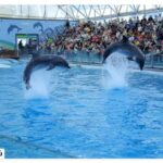 Kish Dolphinarium