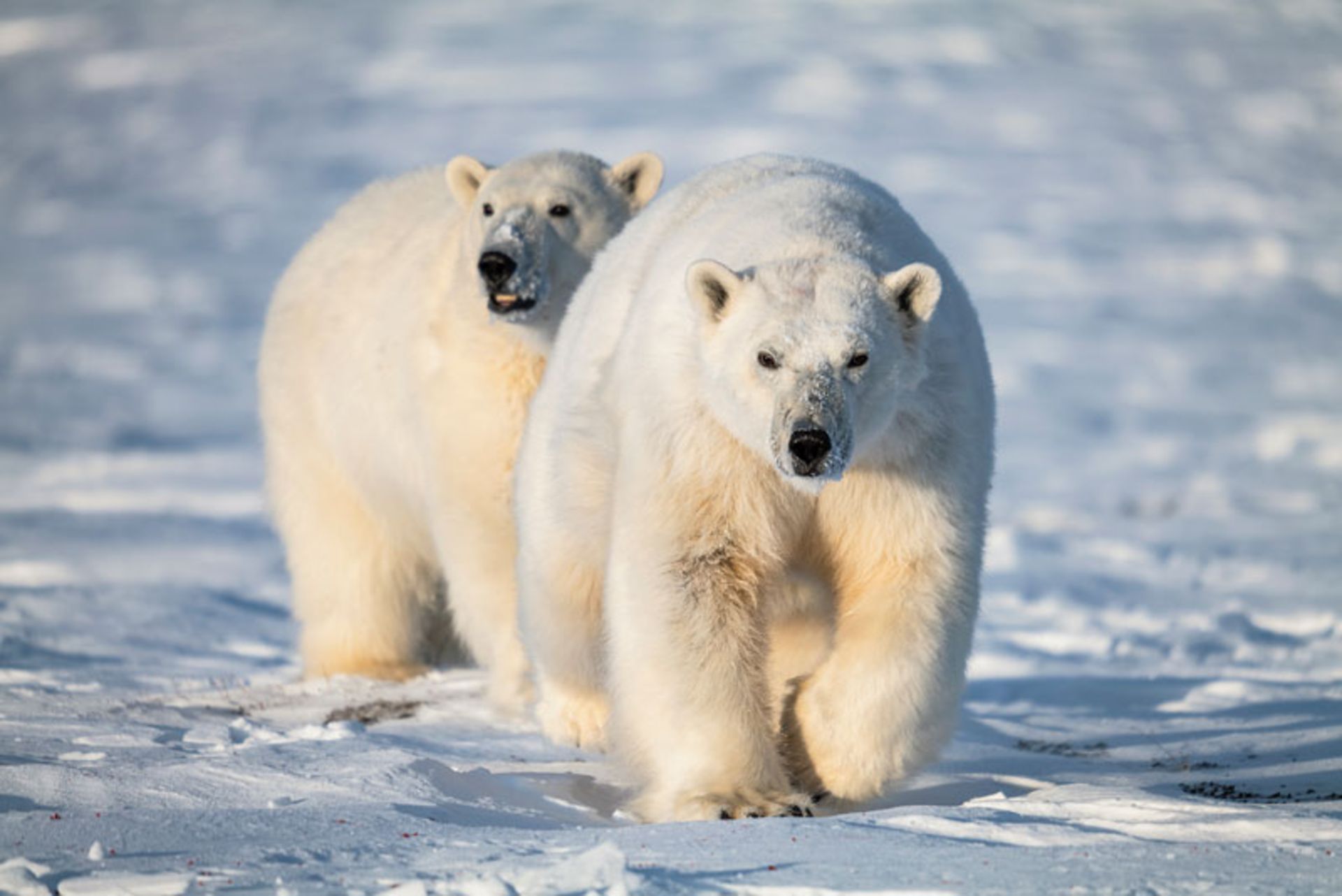 Two polar bears on the ground covered with ice and snow