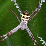 A colorful spider on a web with thick white zigzag patterns