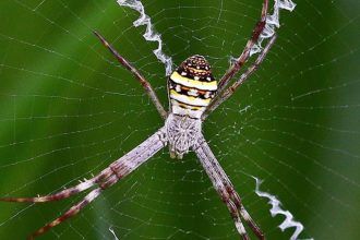 A colorful spider on a web with thick white zigzag patterns