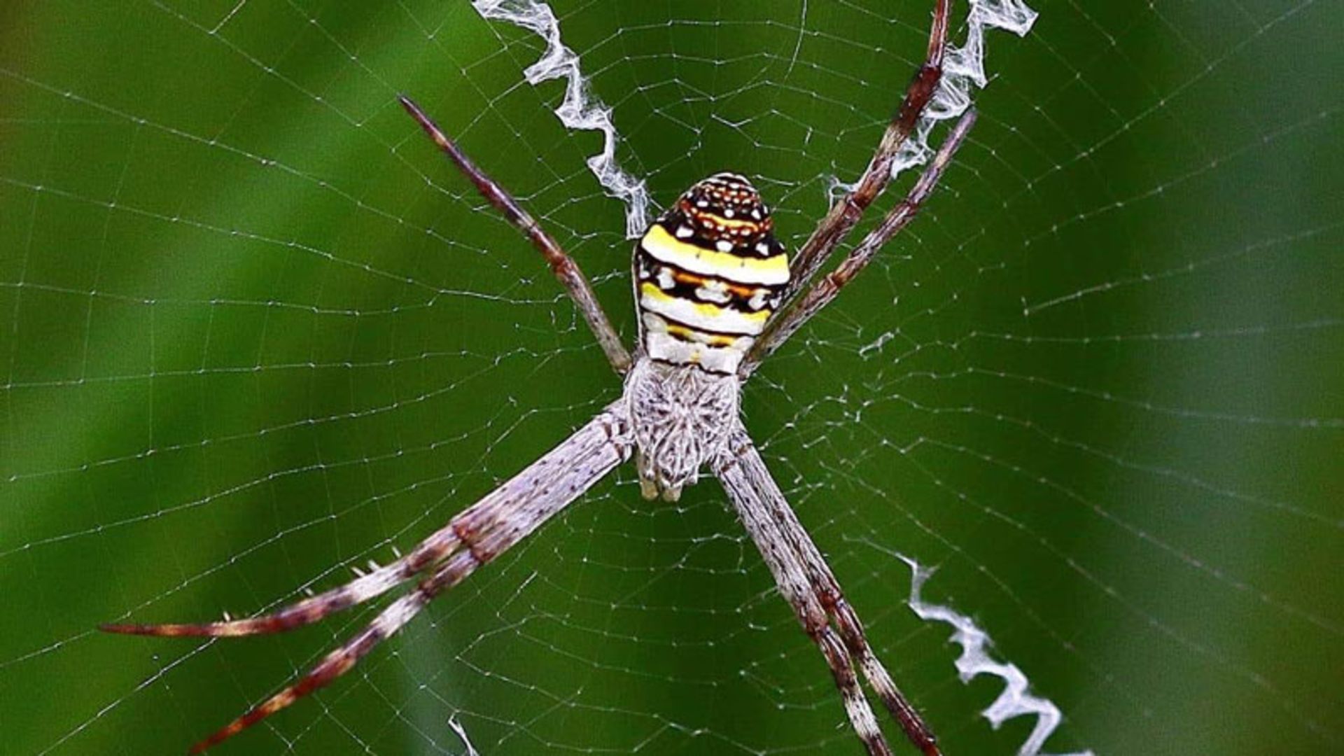 A colorful spider on a web with thick white zigzag patterns
