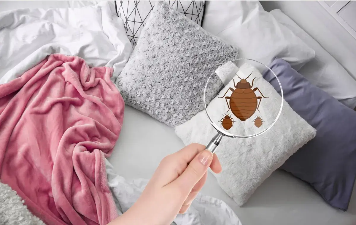 The best poison to get rid of bed bugs at home