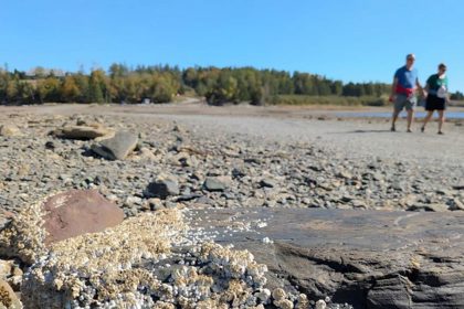 A picture of the sea floor in Ministers Island at low tide