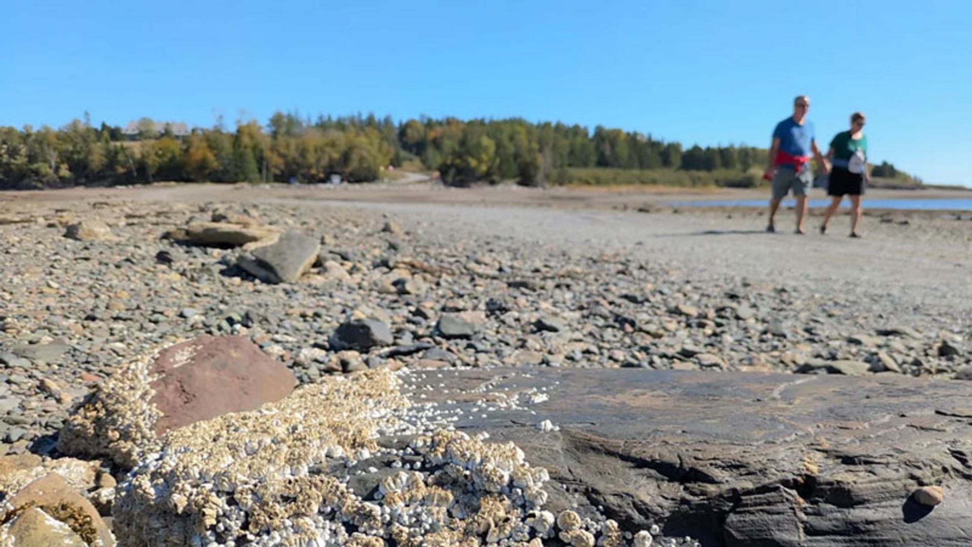 A picture of the sea floor in Ministers Island at low tide
