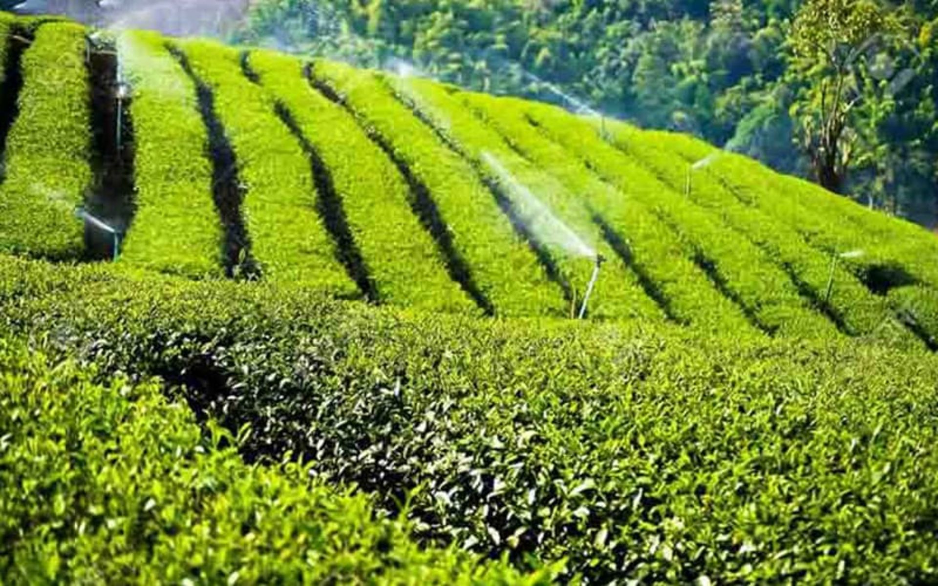 Vast tea farm in Abbas Abad tea garden