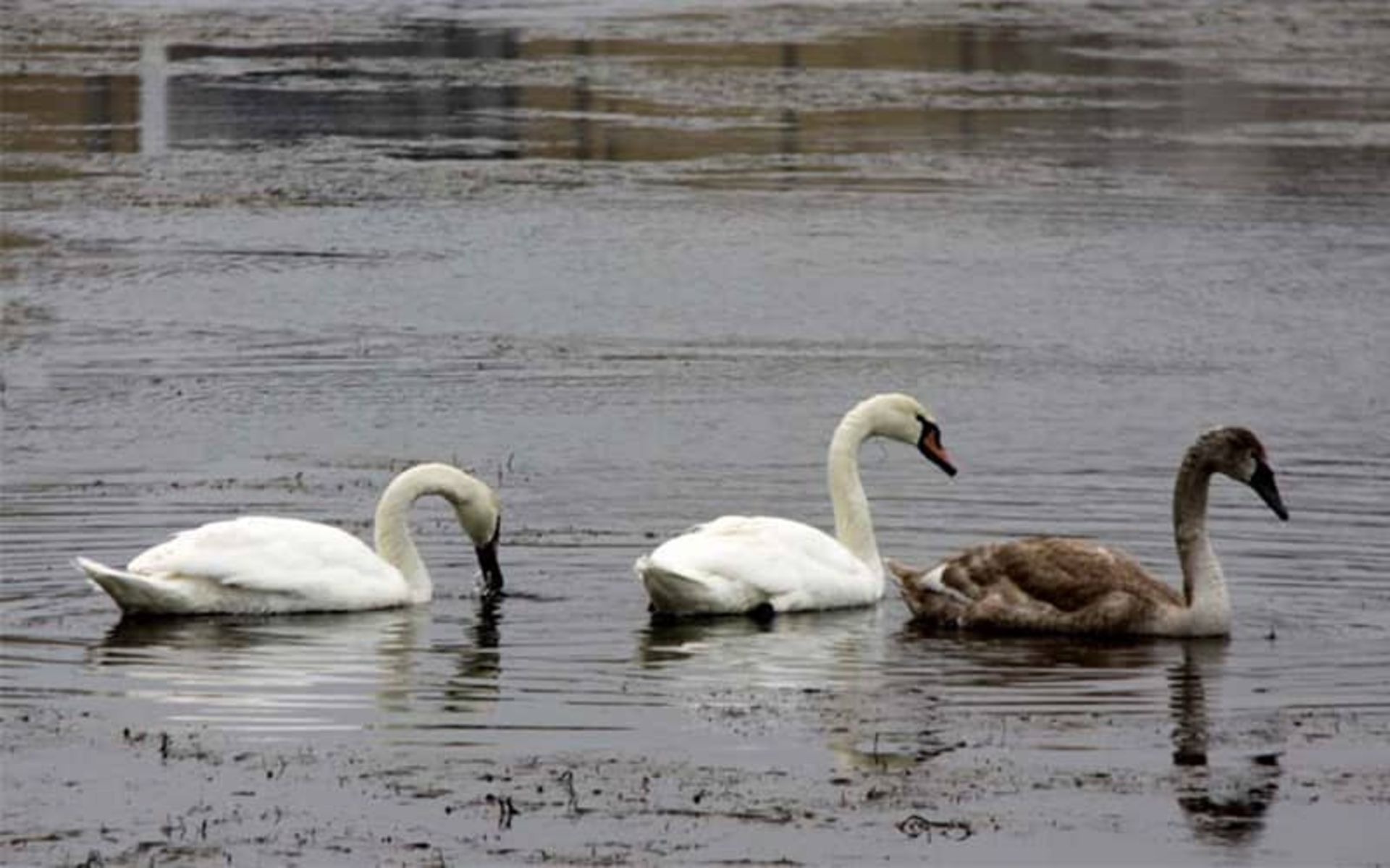 Swans in Agh Astara lagoon