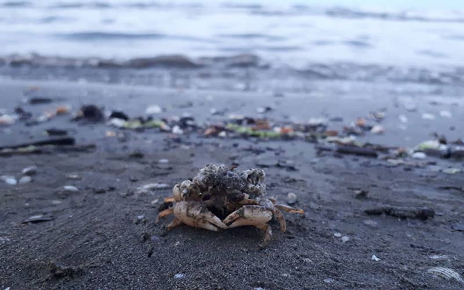 Lobster on the oyster beach of Astara