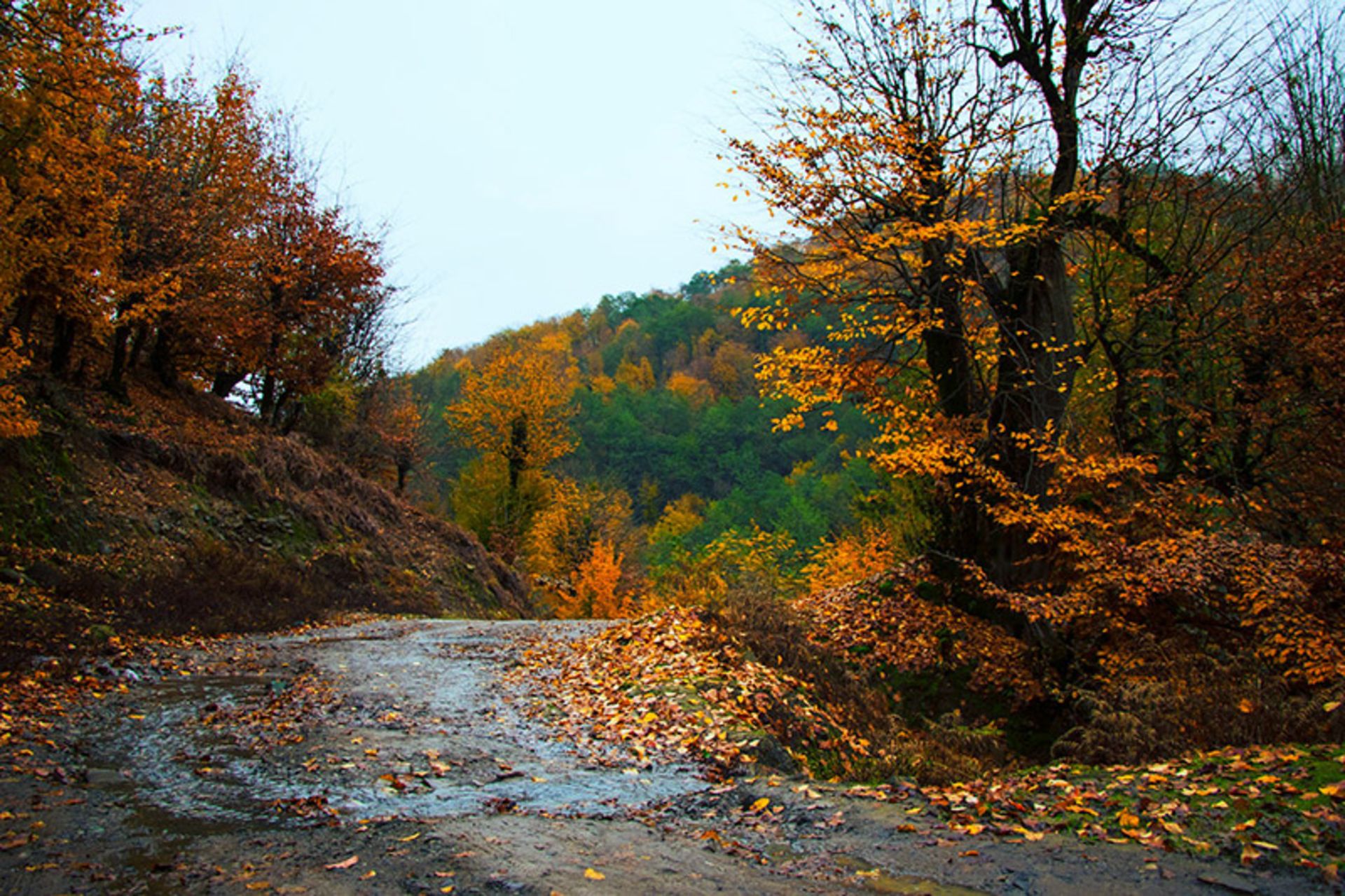 Autumn nature of Astara forests