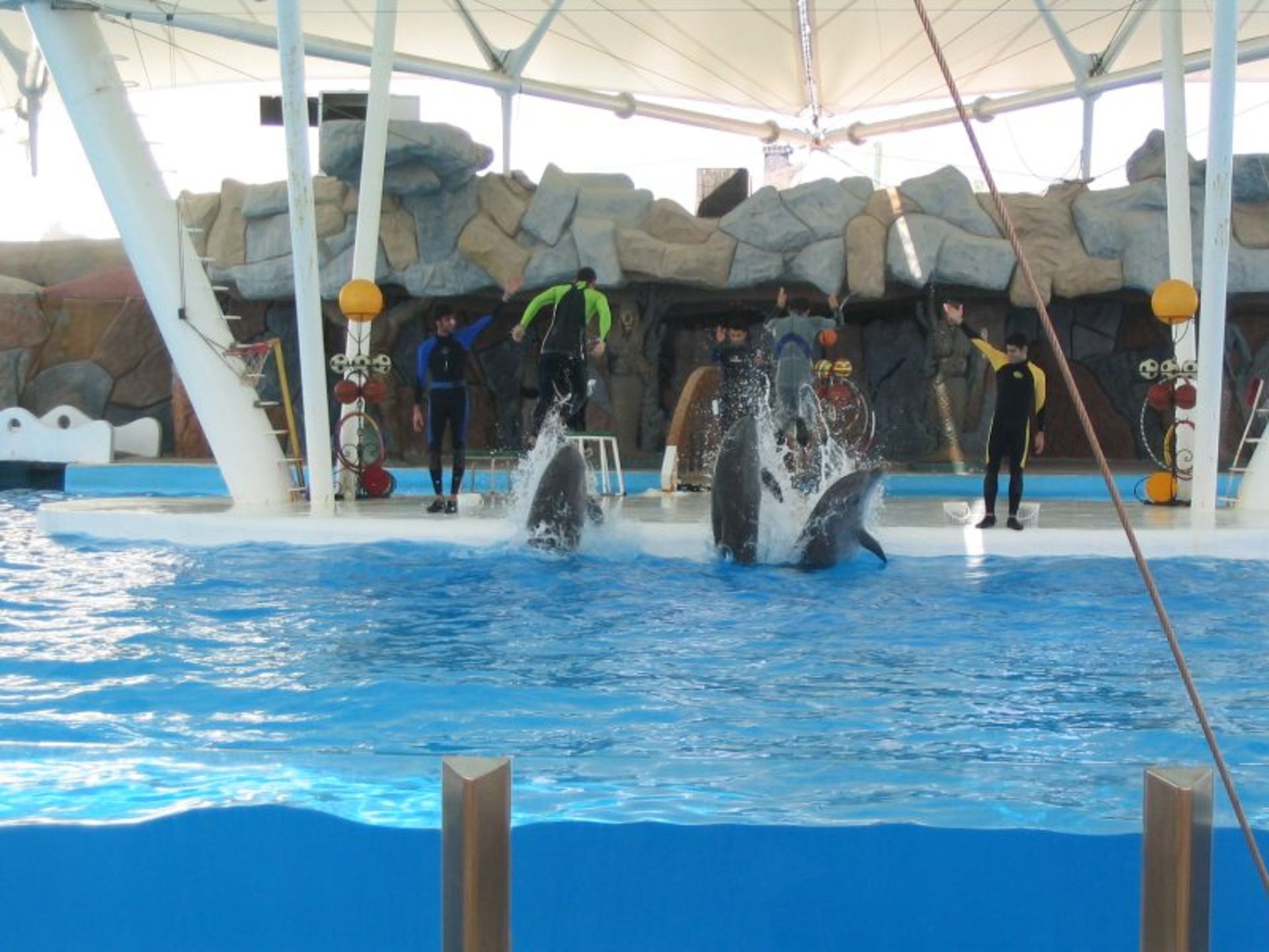 Dolphin performance in Kish Dolphin Park