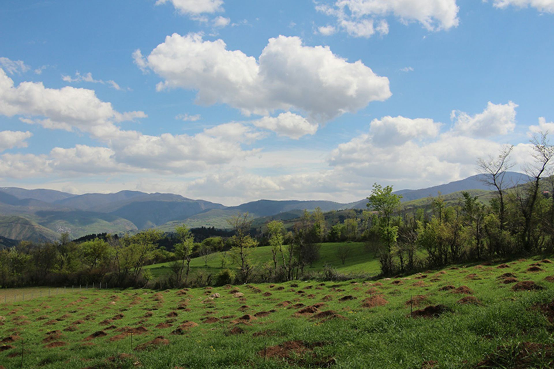 Planting trees on the green slopes of the river