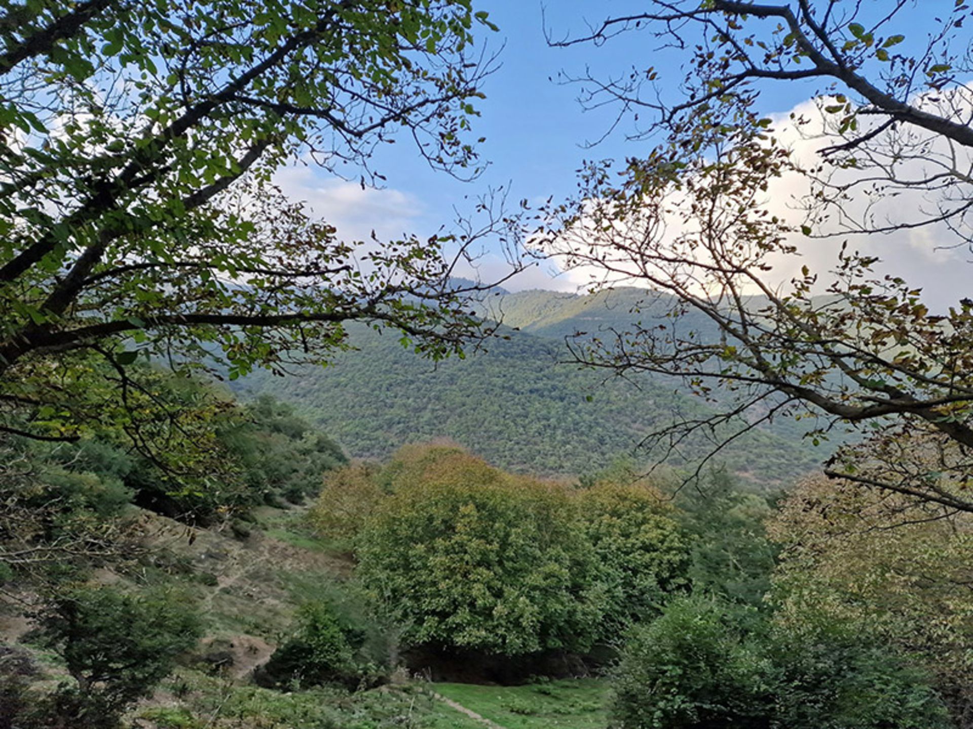 Green heights covered with rudbar trees