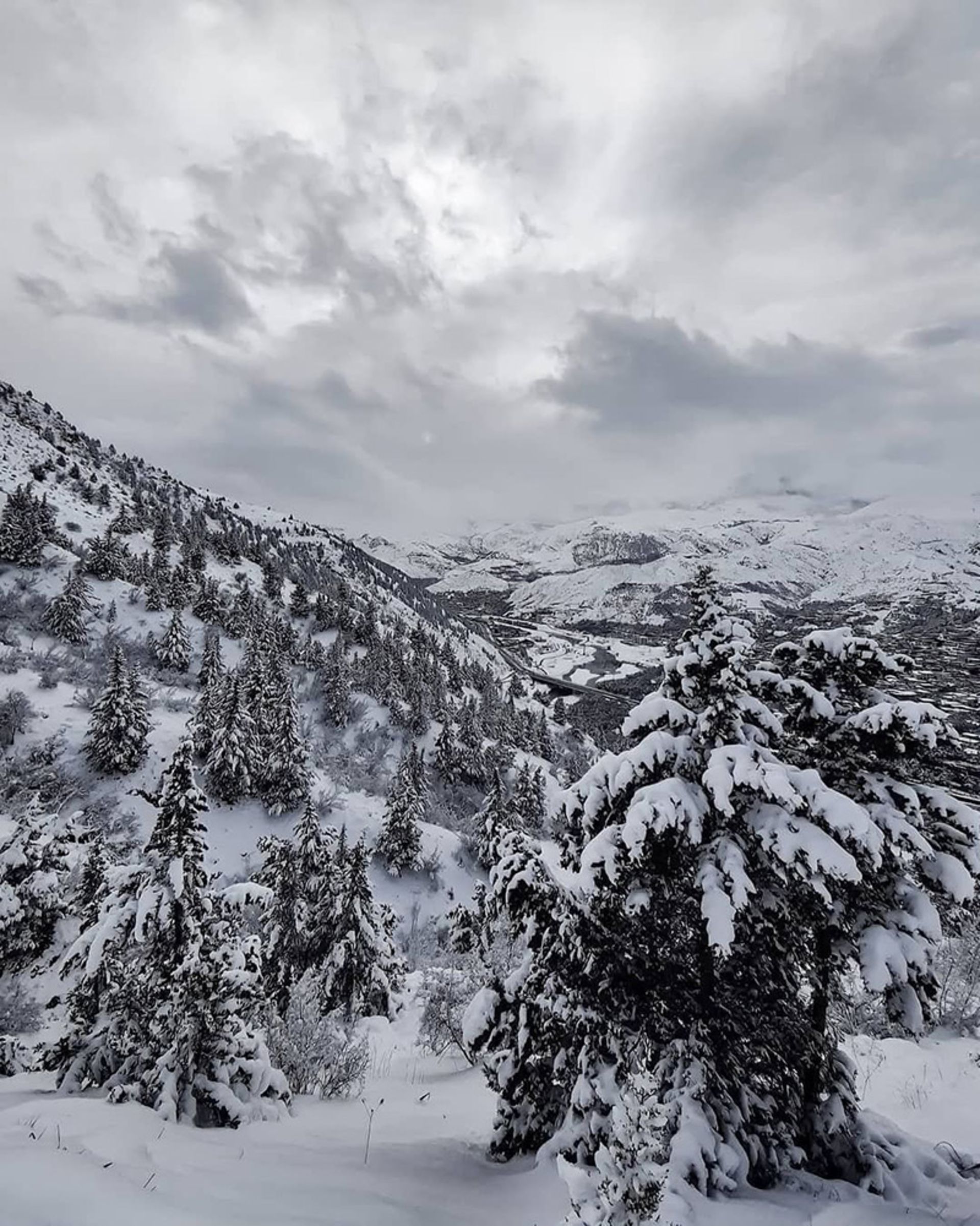 Snow-covered forests of the river in winter