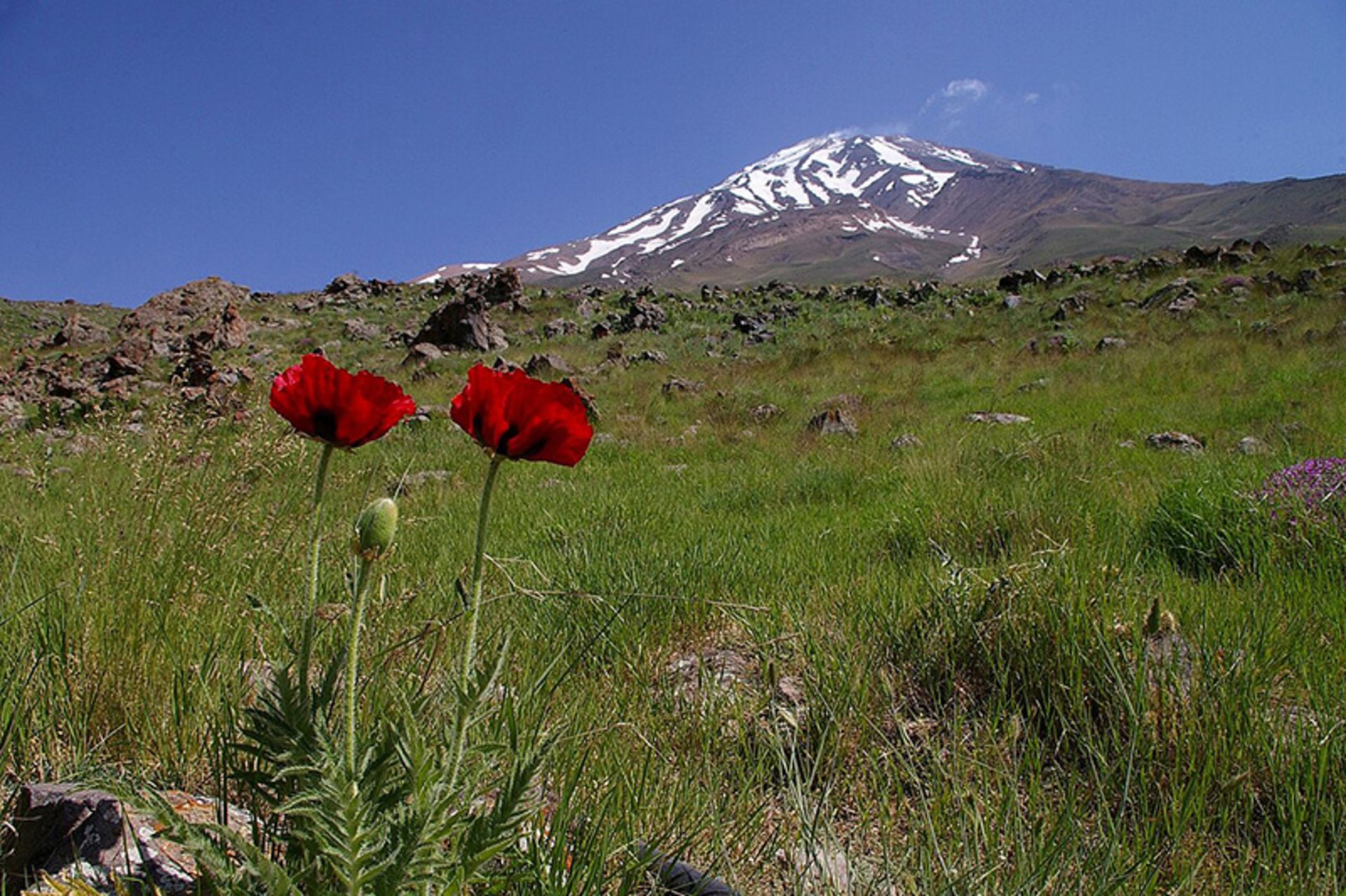 Green slopes and anemones on the edge of Mount Damavand