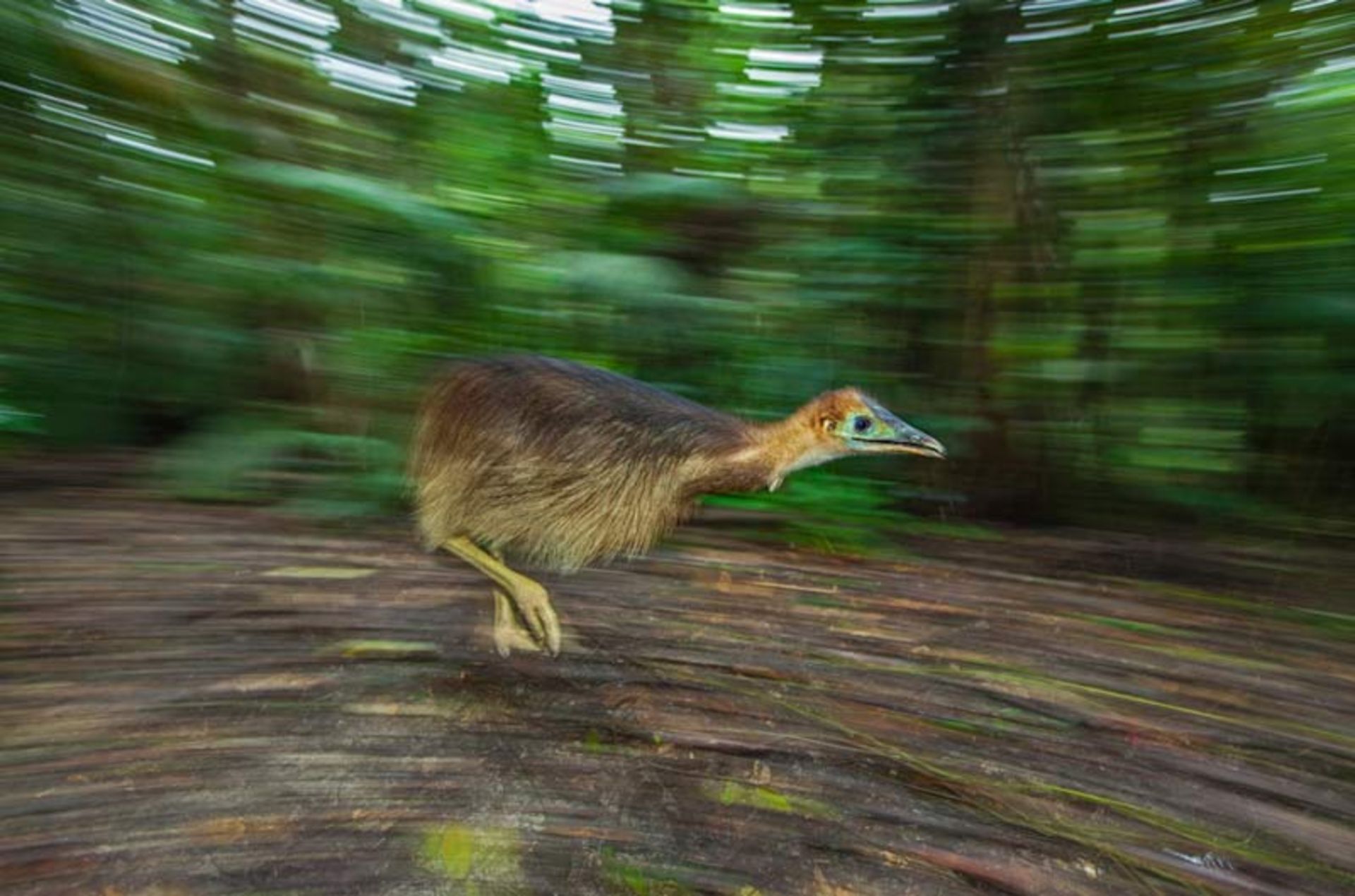 Fast movement of a cassowary chick on the forest floor