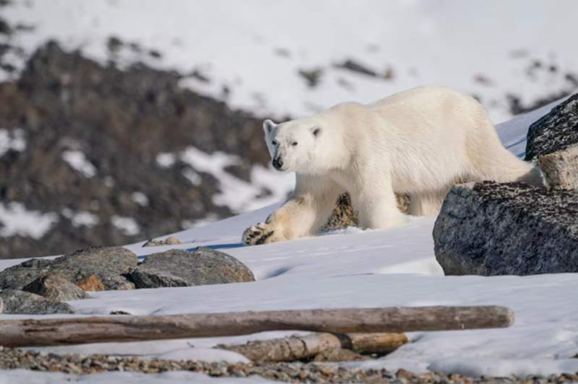 A polar bear walking on rocky and snow-covered ground
