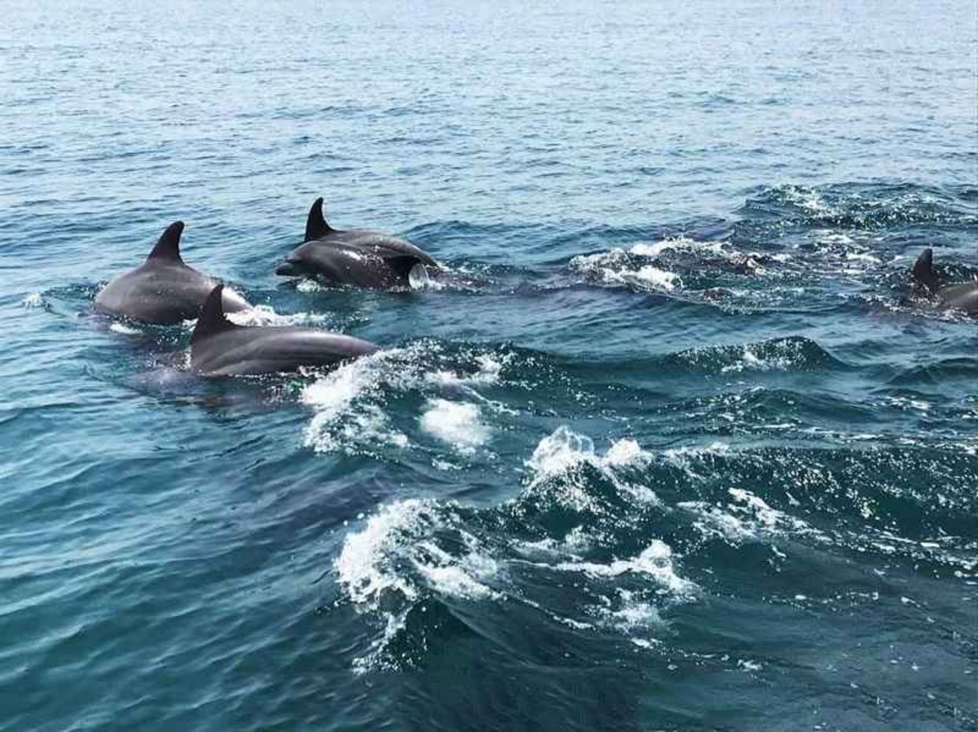 Group swimming of dolphins in the waters of Hemgan Island