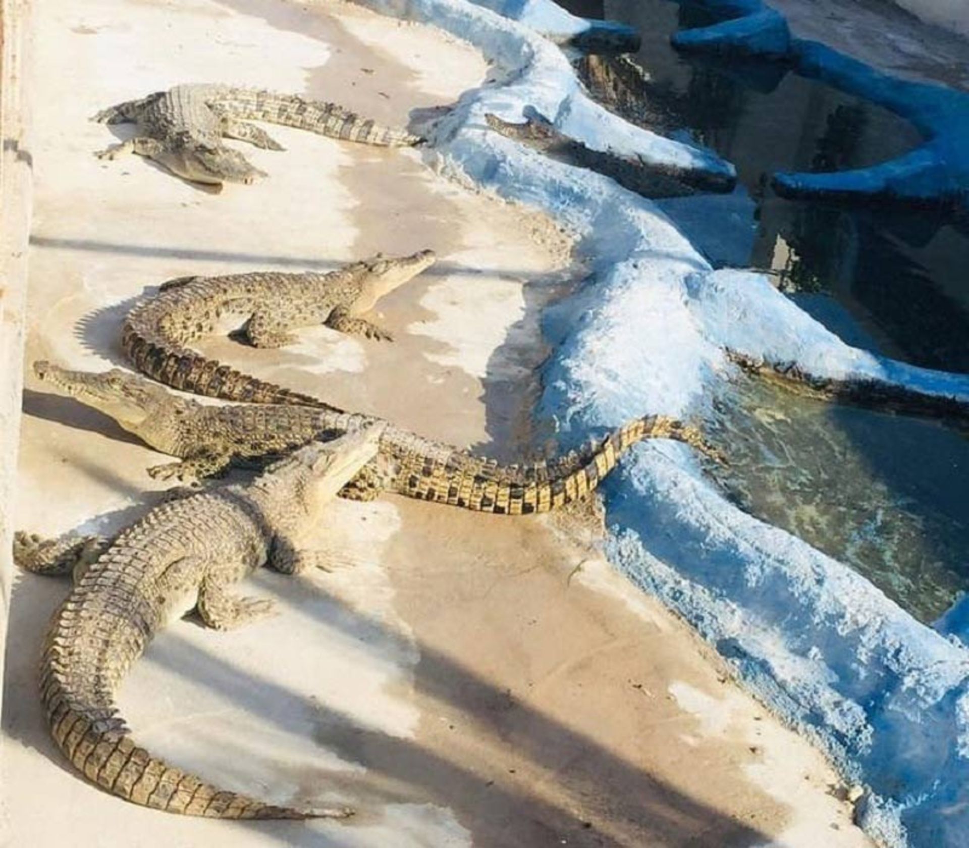 A group of crocodiles in Qeshm Crocodile Park