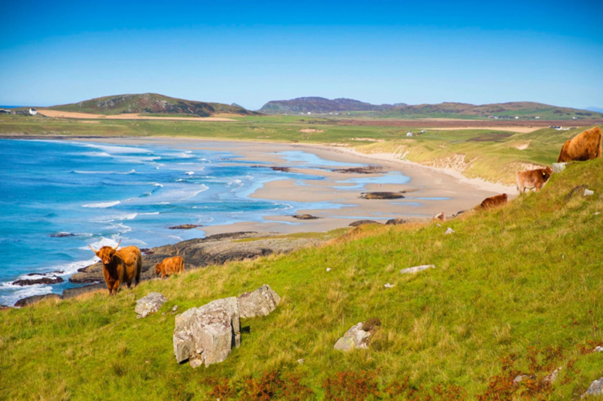 Cattle grazing on the green and beautiful coast of Islay, Scotland