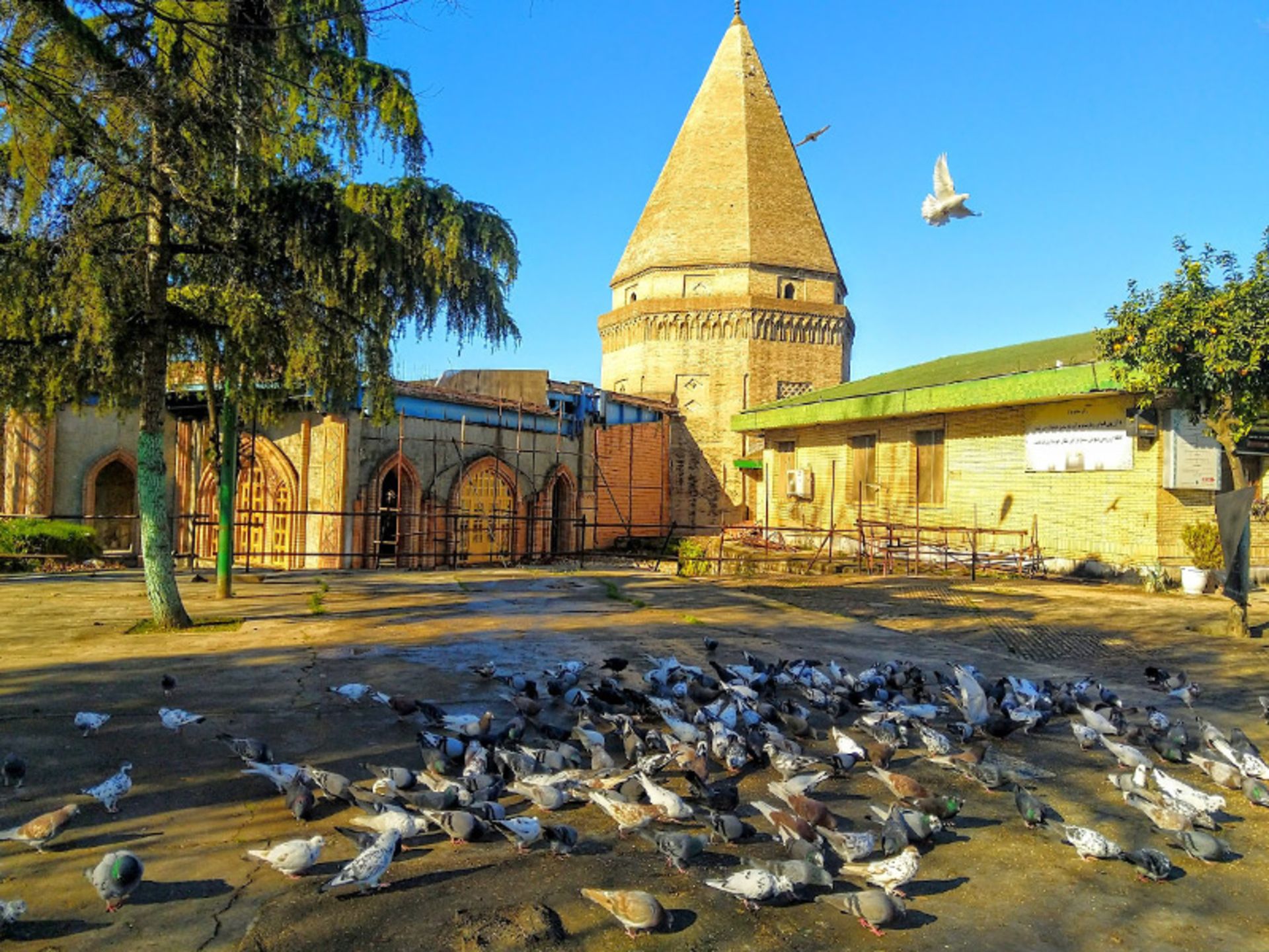 Gathering of pigeons at the edge of Imamzadeh Abbas Sari