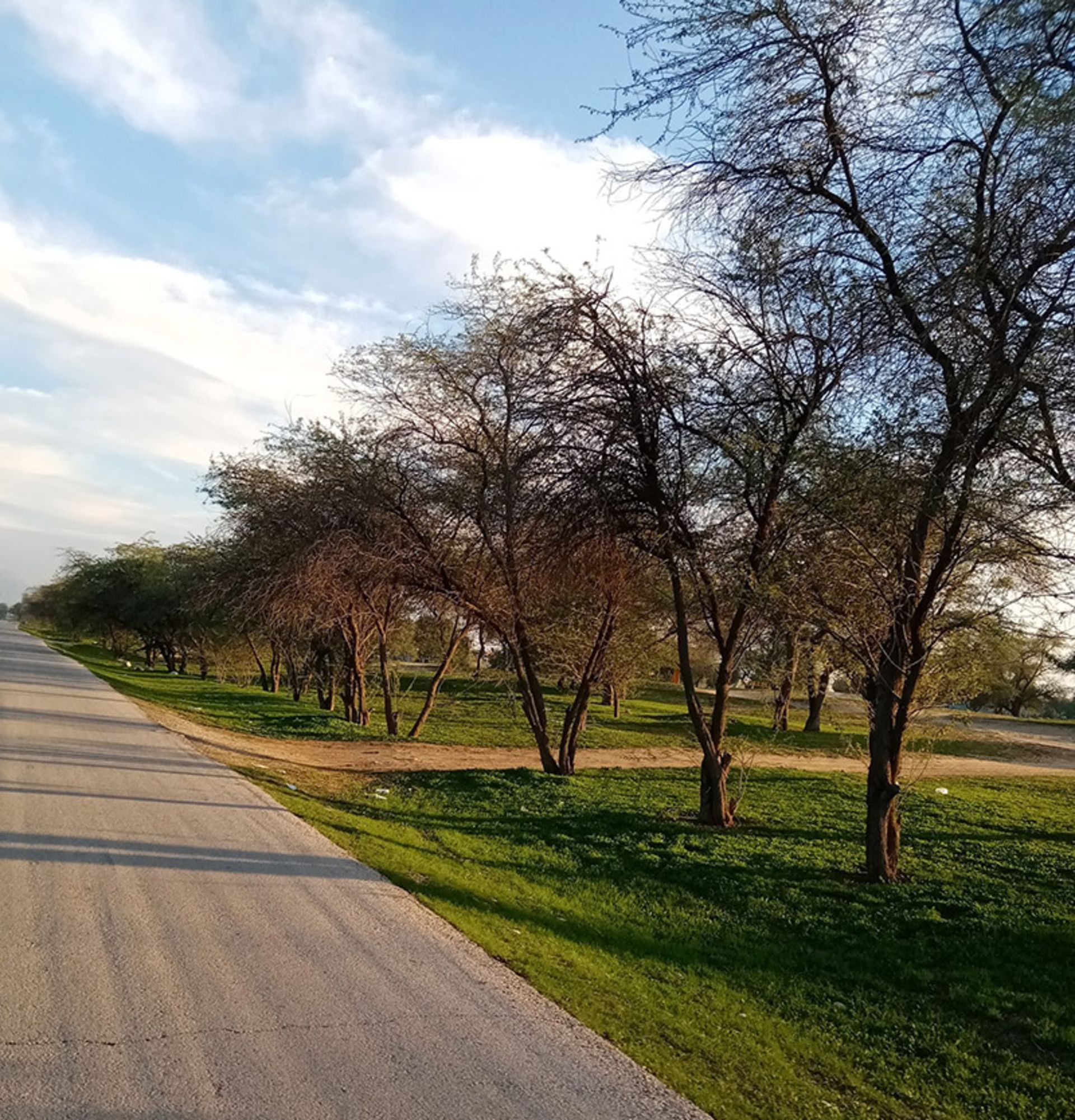 Meadow and trees of Chahkotah Forest Park