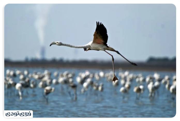 Where is the Shadgan lagoon? | Information before the trip