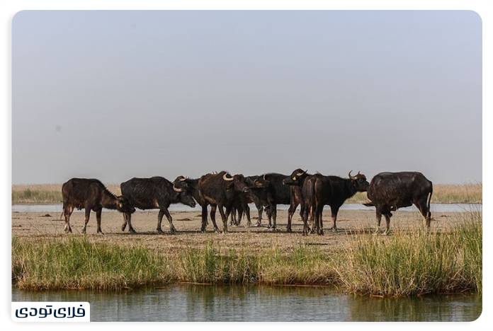 Where is the Shadgan lagoon? | Information before the trip