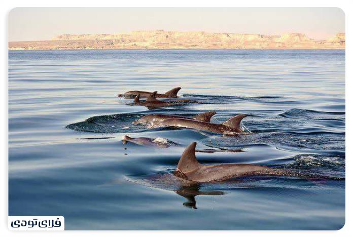 Where is the Shadgan lagoon? | Information before the trip