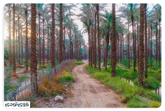 Abpakhsh grove in Bushehr port