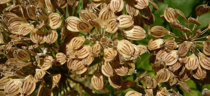 The properties of angelica for memory