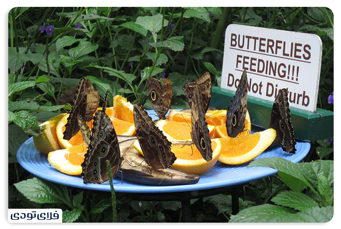 Niagara Falls Niagara Falls and its surrounding attractions