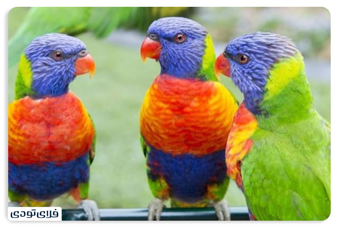 Niagara Falls Niagara Falls and its surrounding attractions